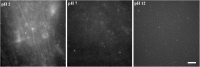 <b>FIG. 1.</b>