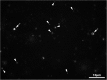 <b>FIG. 3.</b>
