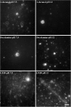 <b>FIG. 2.</b>