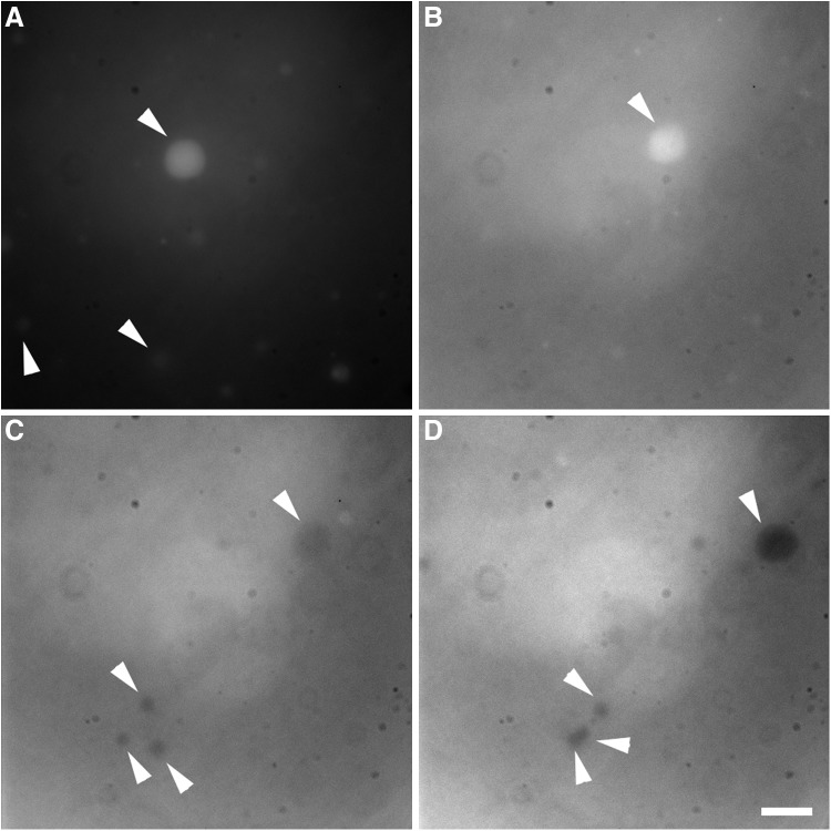 FIG. 6.