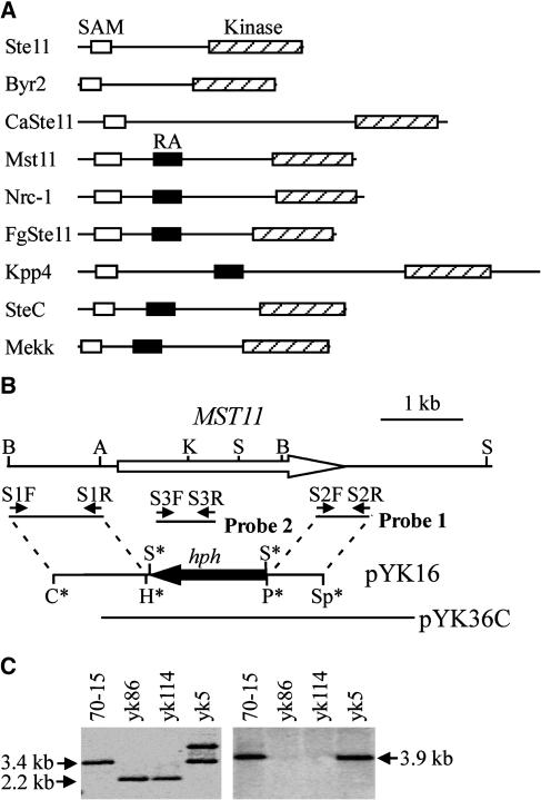 Figure 1.