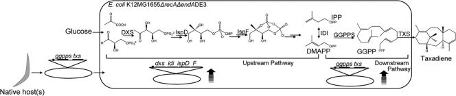 Fig 2