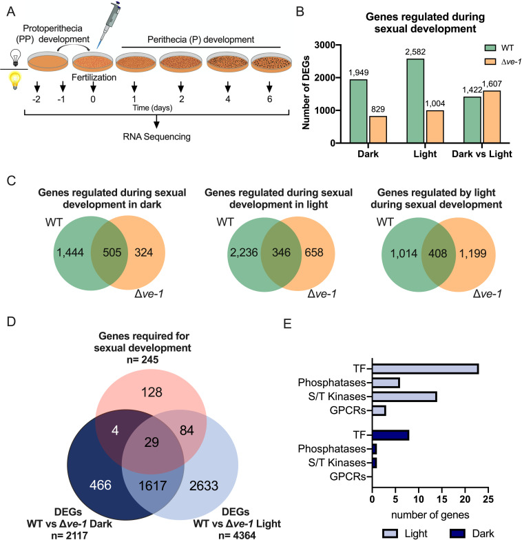 Fungal sexual development under light/dark conditions compares WT and Δve-1 mutants. It depicts timelines, DEGs, Venn diagrams, and gene function categories.