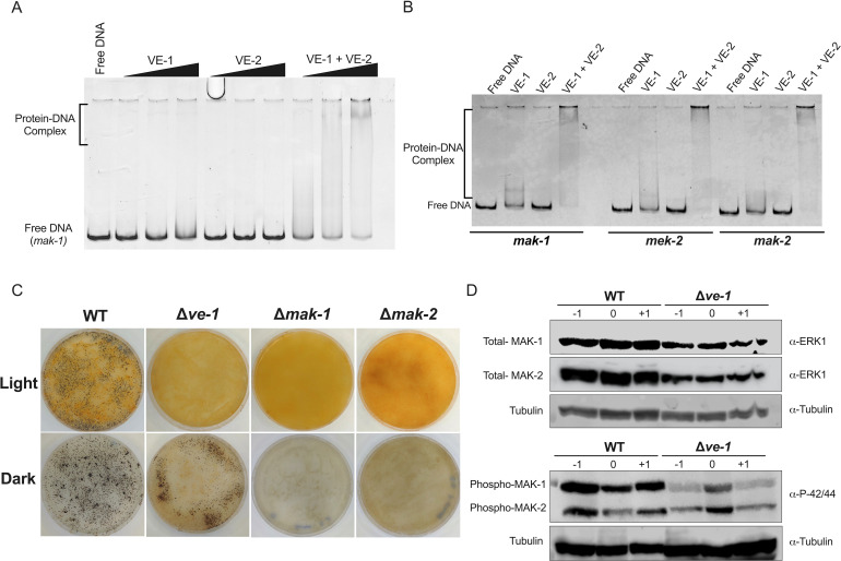 VE-1 and VE-2 binding to mak-1, mek-2, and mak-2 DNA, with EMSA assays, fungal growth comparisons (WT, Δve-1, Δmak-1, and Δmak-2), and western blots for total/phospho-MAK proteins, depicting their roles in gene regulation and development.