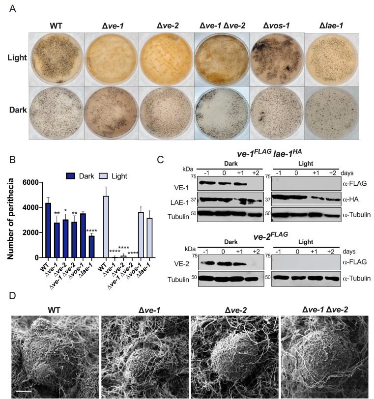 Effects of ve-1, ve-2, vos-1, and lae-1 deletions on fungal growth under light/dark conditions, including culture plates, perithecia counts, protein expression (western blot), and electron microscopy.