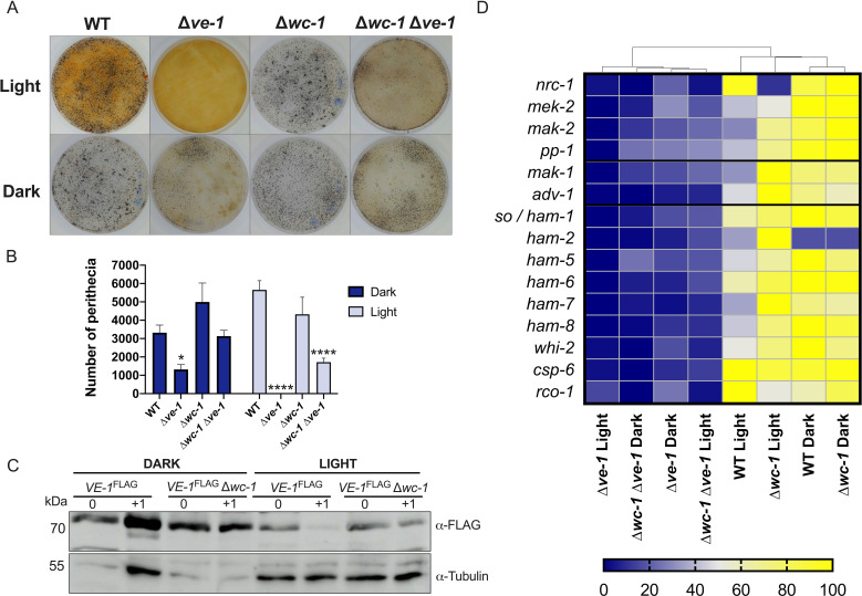 Effects of ve-1 and wc-1 deletions on fungal growth under light/dark conditions. It includes culture plates, perithecia counts, western blot for VE-1 expression, and heatmap of gene expression.