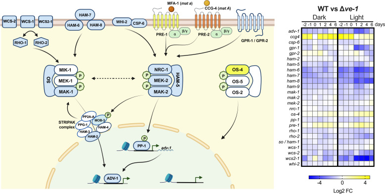 Signaling pathway involved in fungal development, with heatmap comparing gene expression in WT vs. Δve-1 under dark and light conditions. It depicts the roles of various signaling components like MAP kinases, STRIPAK complex, and GPCRs.