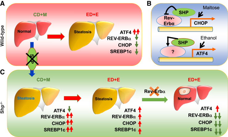 Figure 7