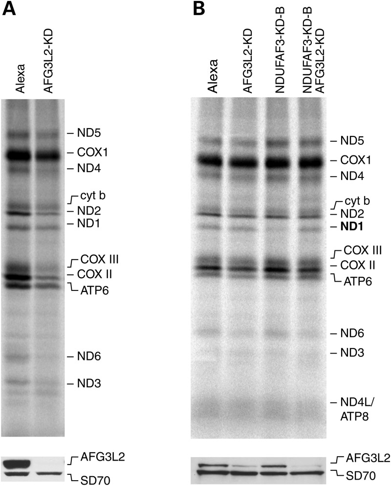 Figure 5.