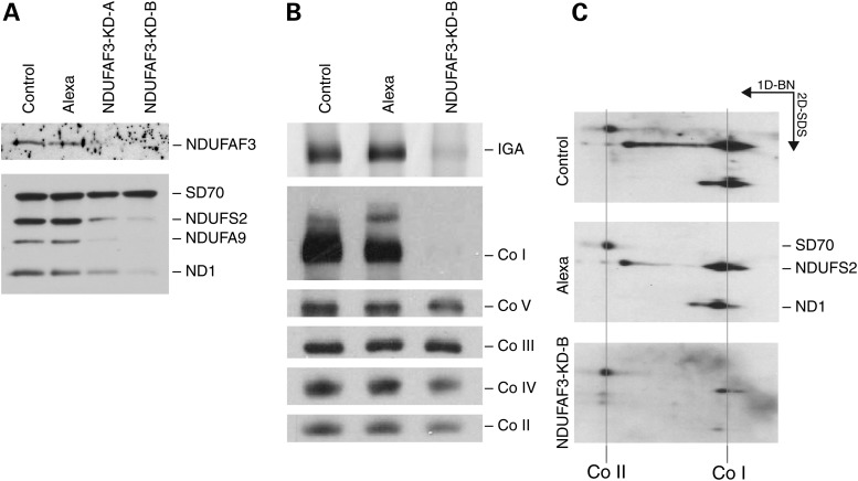 Figure 1.