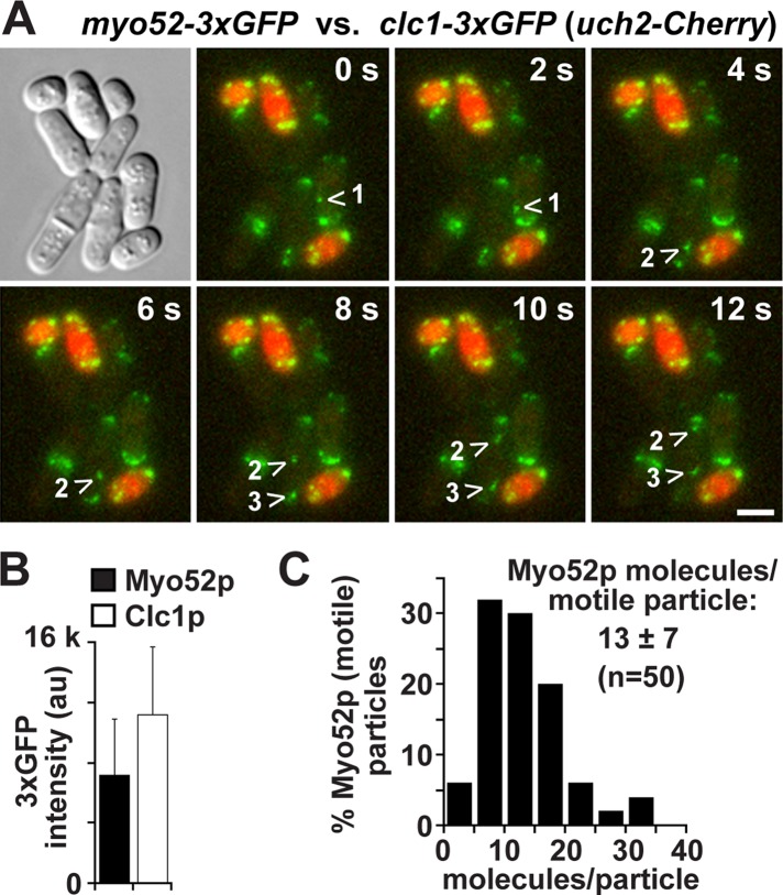 FIGURE 4: