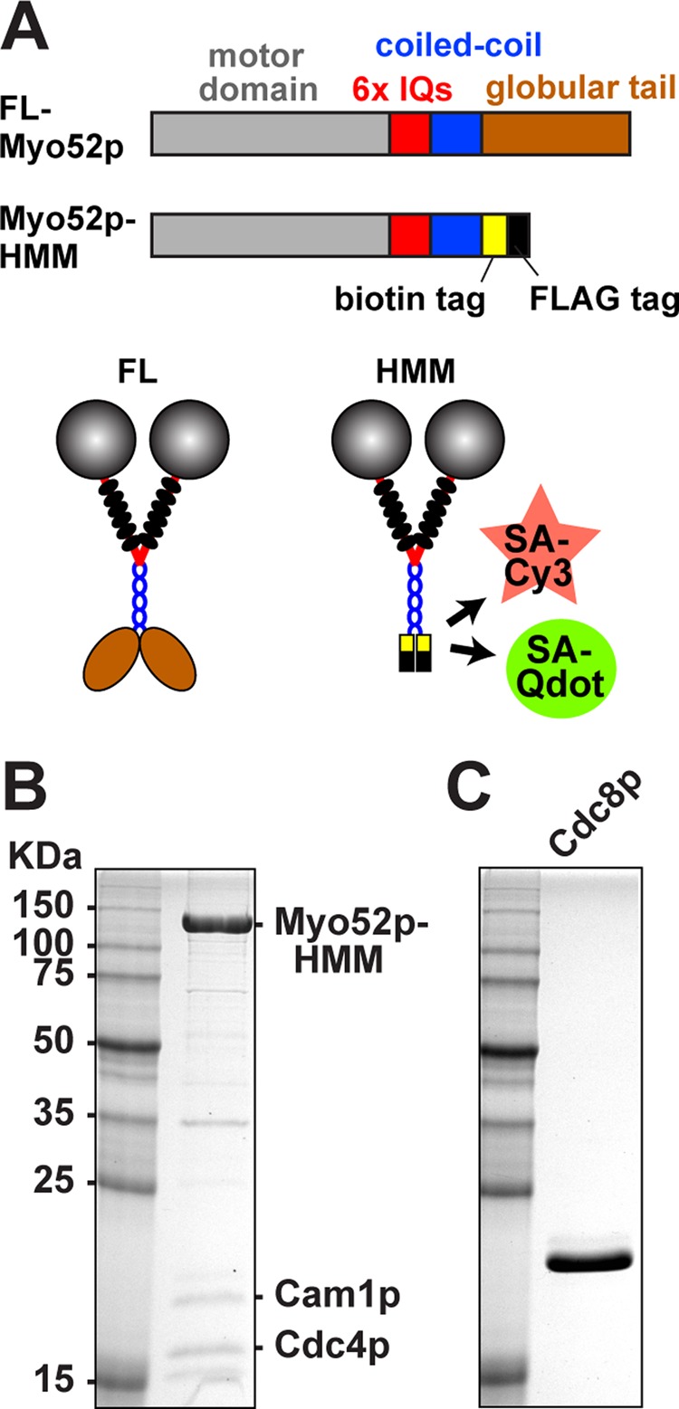 FIGURE 1: