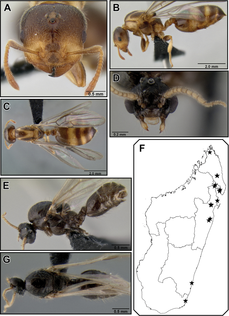 Figure 32.