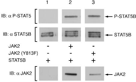 FIG. 5.