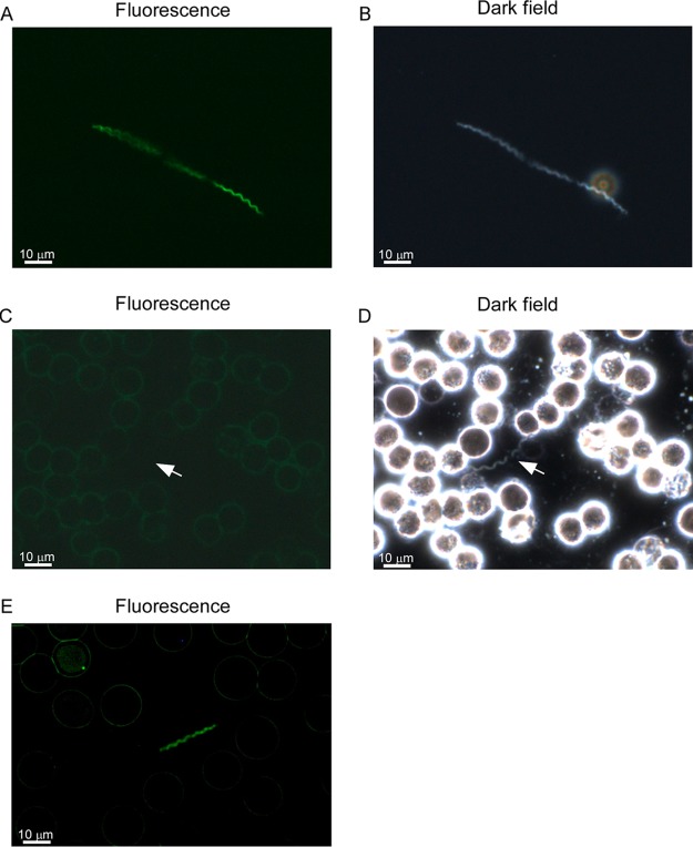 FIG 3