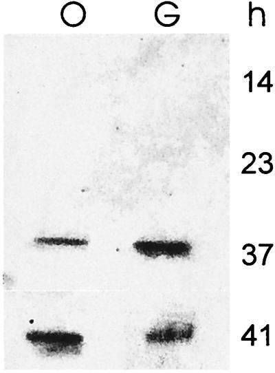 FIG. 5.