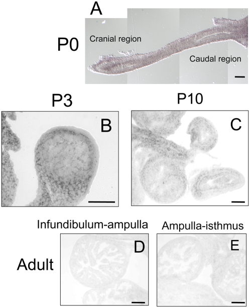 Fig. 5.