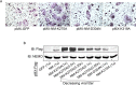 Figure 1—figure supplement 1.