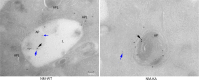 Figure 6—figure supplement 1.