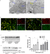 Figure 4—figure supplement 1.