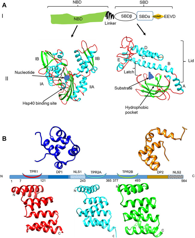 FIGURE 1