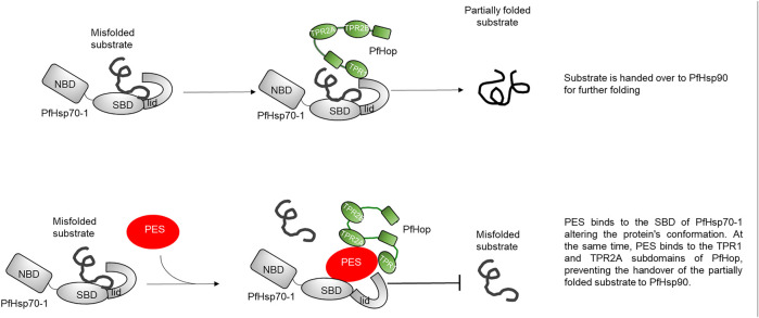 FIGURE 10