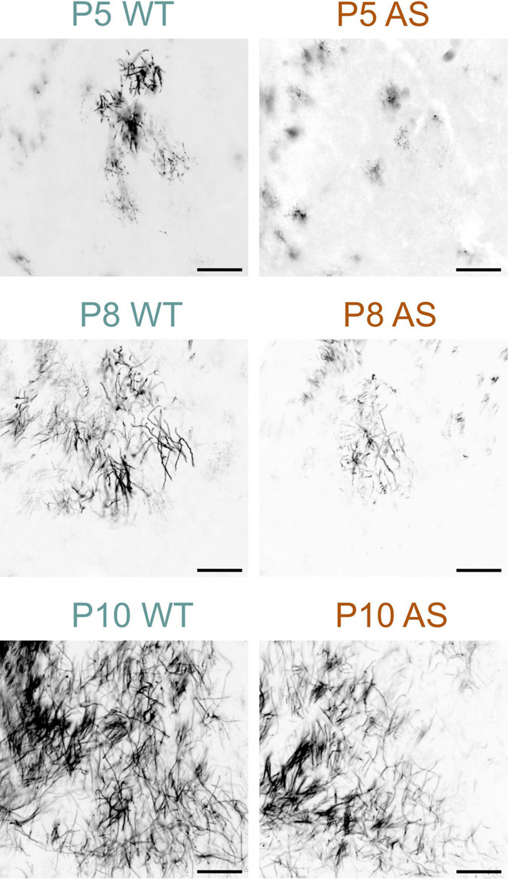 Fig. 12