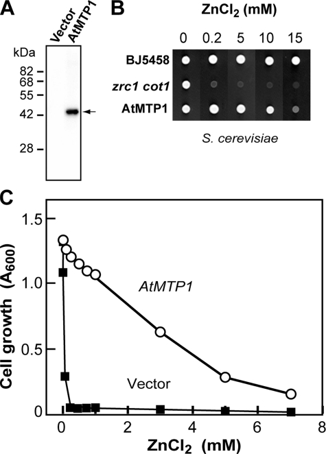 FIGURE 1.