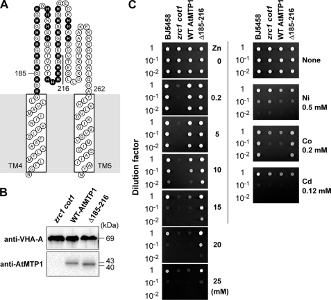 FIGURE 6.