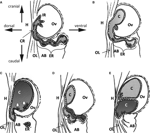 Fig. 8