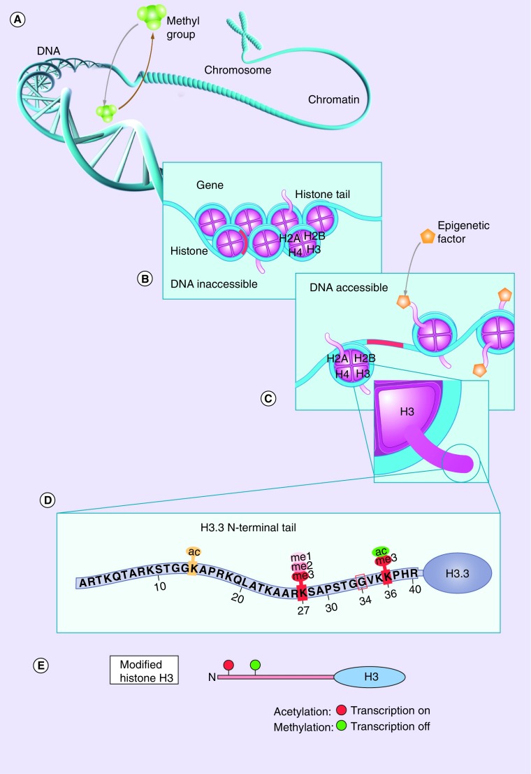 Figure 1.  