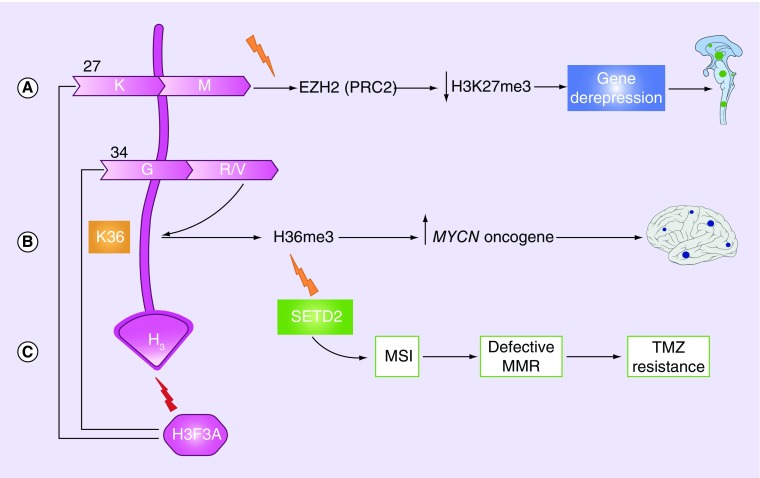 Figure 2.  