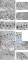 Fig. 3.