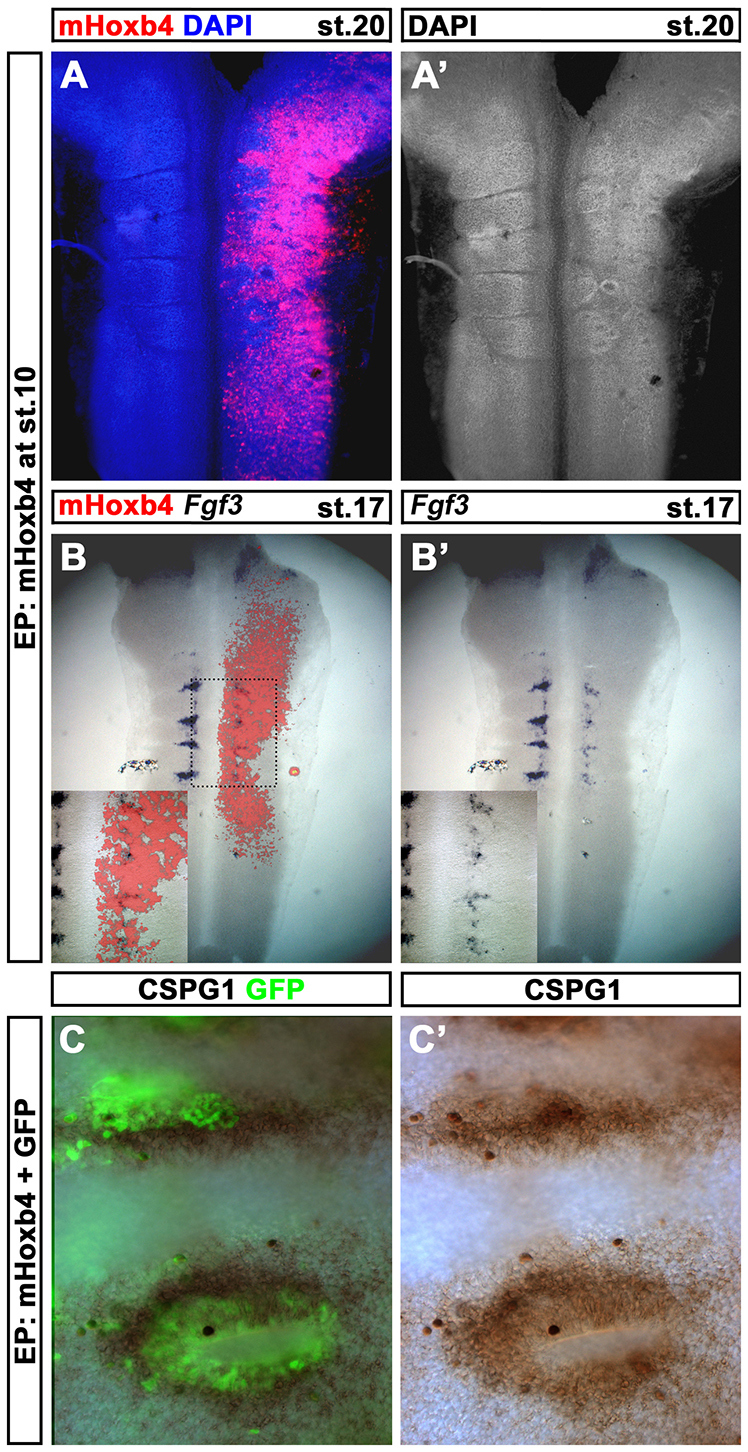 Fig. 2.