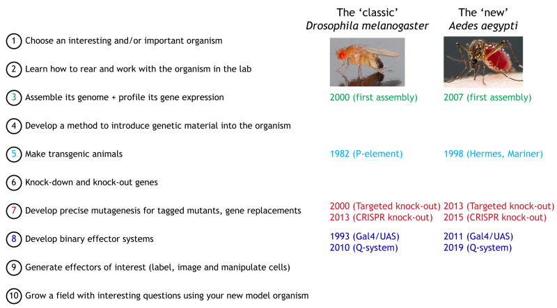 Box 1. Ten steps to build a genetic model organism