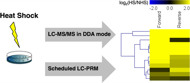 Quantitative Proteomic Analysis Revealed Broad Roles Of N6