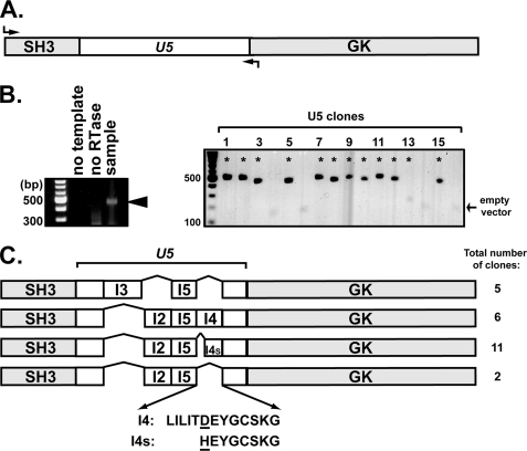 FIGURE 5.