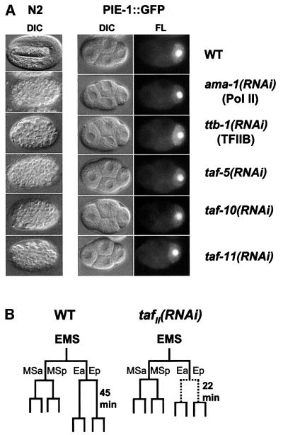 graphic file with name cde512f3.jpg