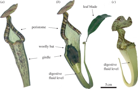 Figure 1.