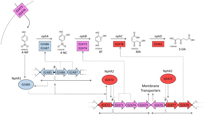 Figure 5