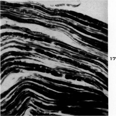 Fig. 17