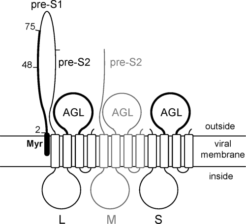 FIG. 1.