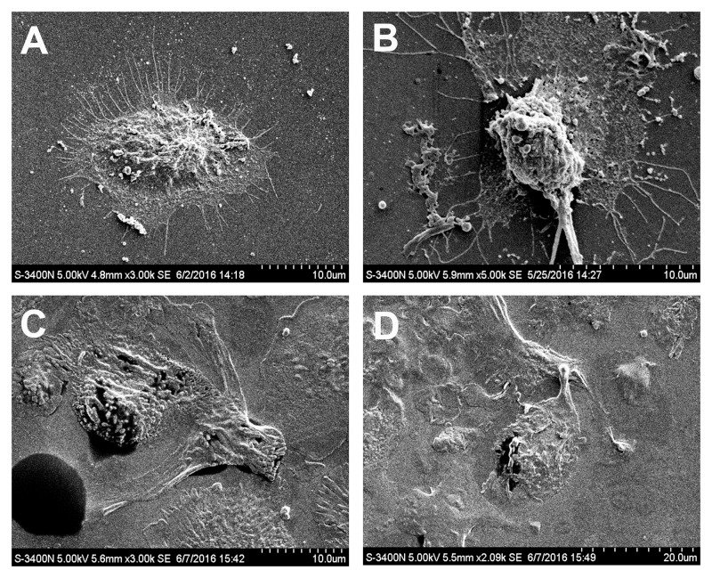 FIGURE 4