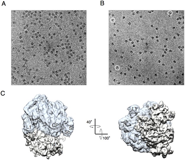 Fig 5