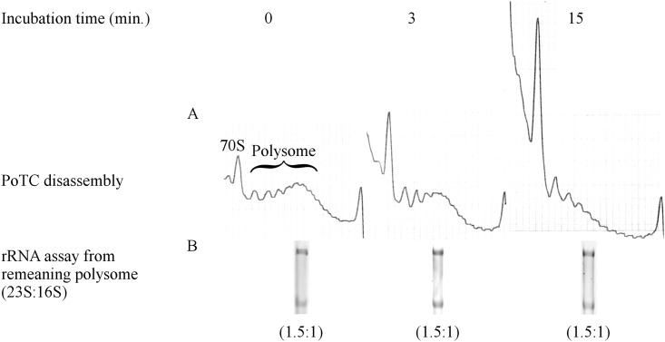 Fig 9