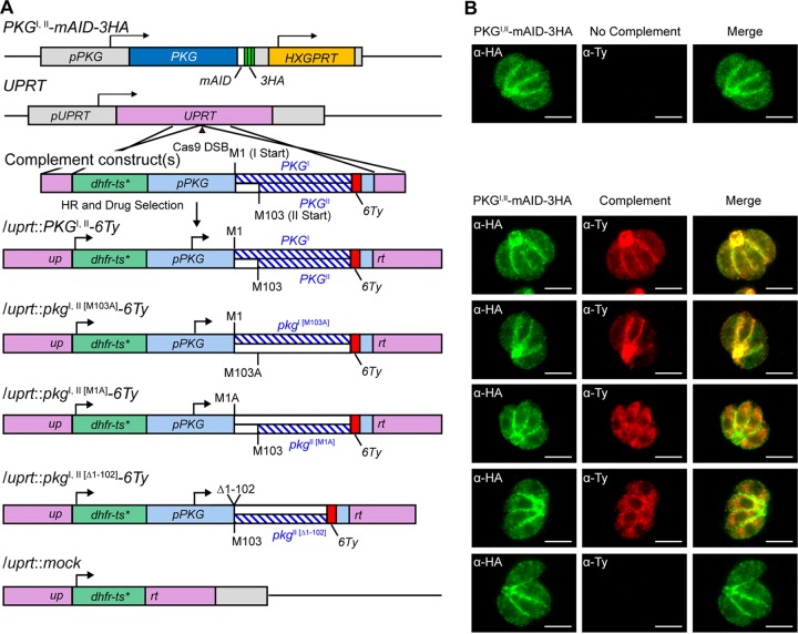 FIG 3 