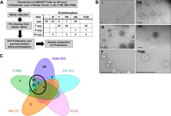 FIG 1