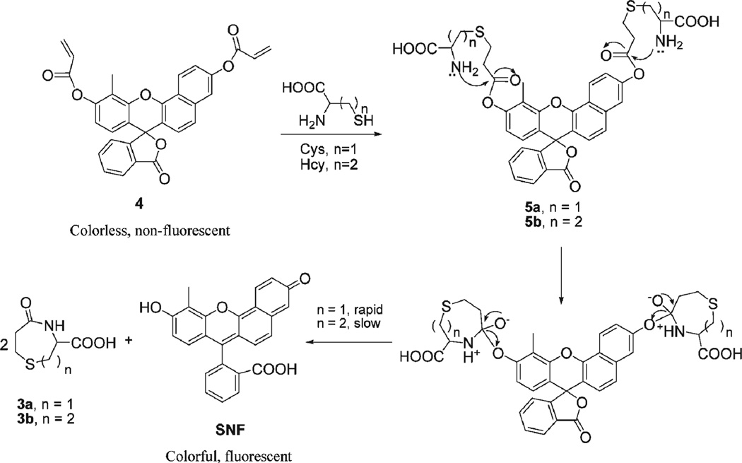 Scheme 2