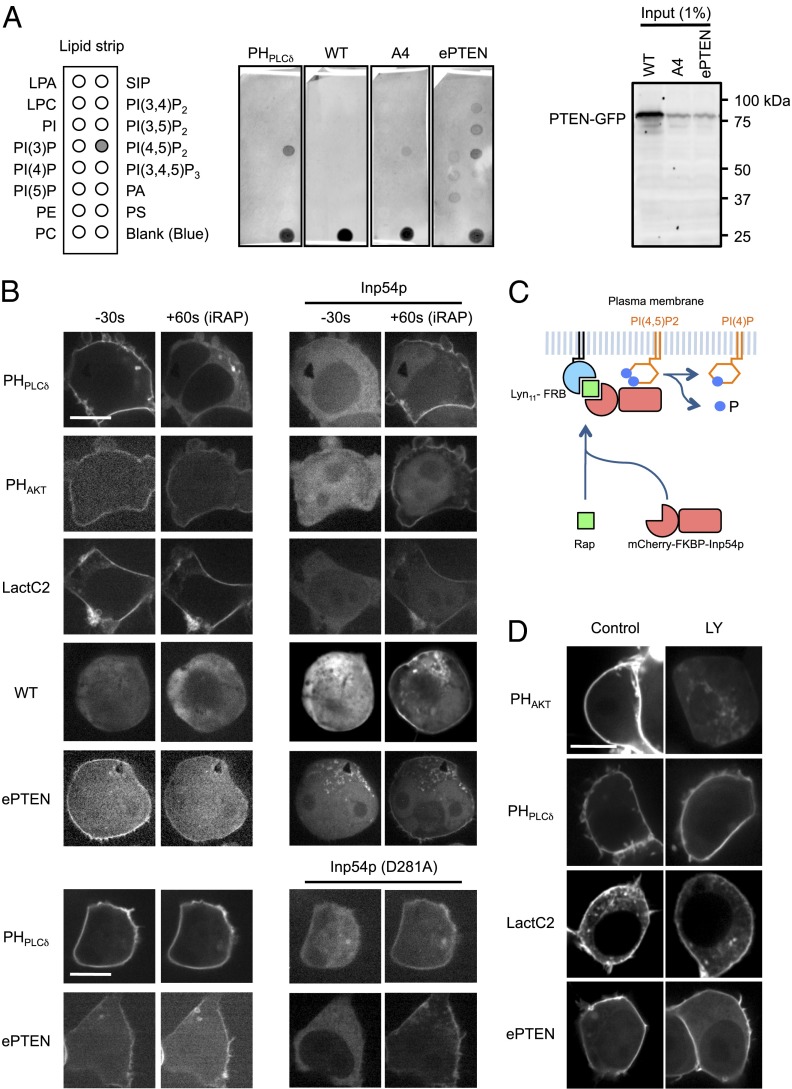 Fig. 7.