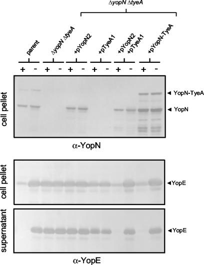 FIG. 5.